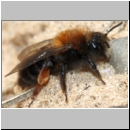 Andrena clarkella - Sandbiene w03 13mm.jpg